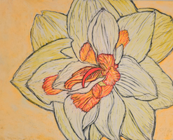 Daffodils-002