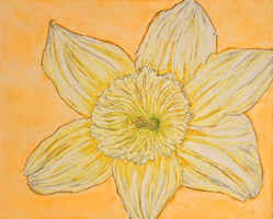 Daffodils-003