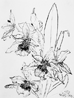 Flower Drawing
