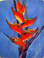exotic flower, St. Martin, 2011  21 x 16 inches gouache