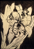 orchid , Paraty, 2009  21 x 16 inches, ink