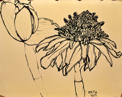 ginger flower, Punta Cana , 2013 16 x 21 inches, ink