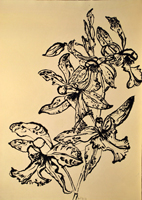 orchid, St. Martin, 2016  24 x 18 inches,ink