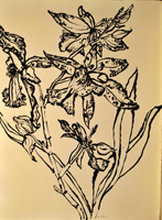orchid. st.,martin, 2016,  24 x 18 inches, ink