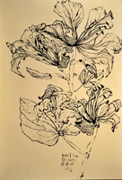 orchid tree, St. Barth, 2013, 44 x 30 inches, ink
