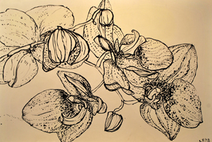orchid, St. Martin,  2016,   44 x 30 inches, ink