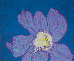 Fleur de Nenuphare, 32 x 43 inches, pastel on bugra paper, St. Martin 2017