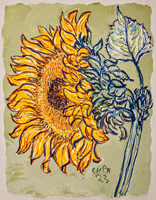 Sunflower 003