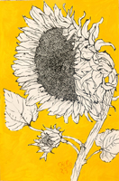 Sunflower 005