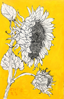 Sunflower 018