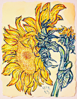 Sunflower 021