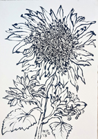 Sunflower 029