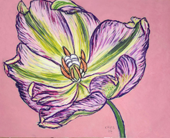 Tulips-015